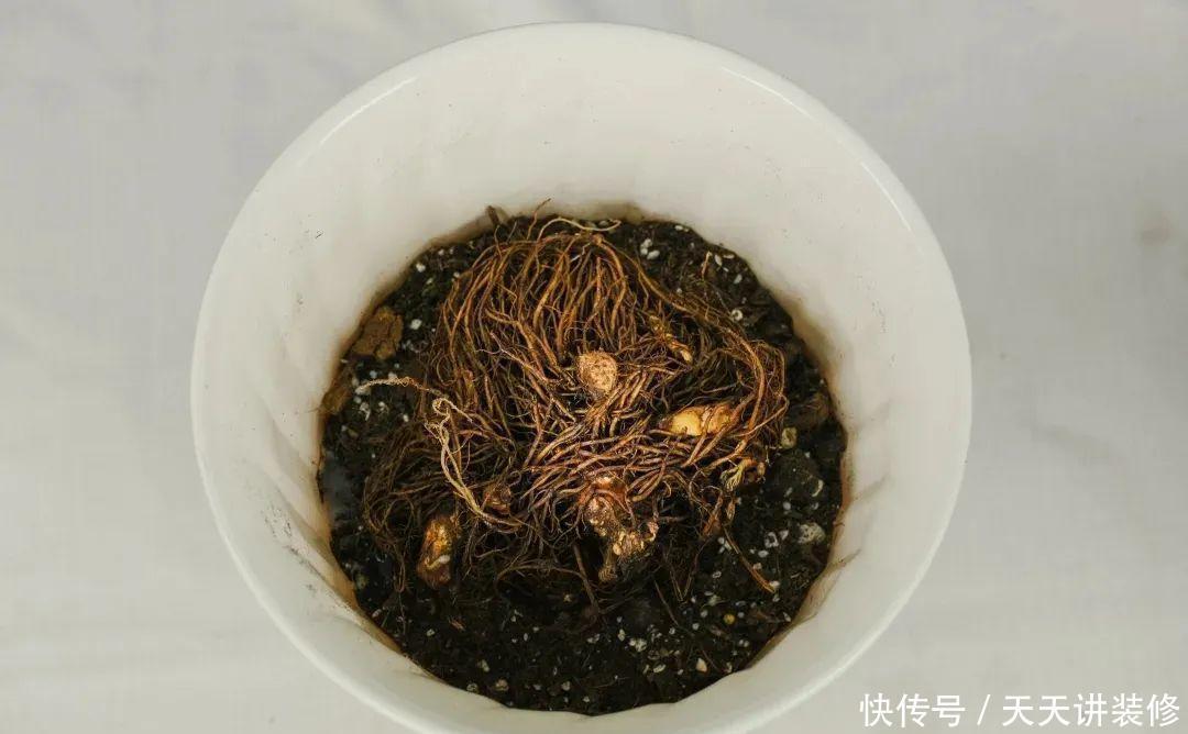 落新妇耐寒又耐阴,颜值高,气质佳,今年最流行!