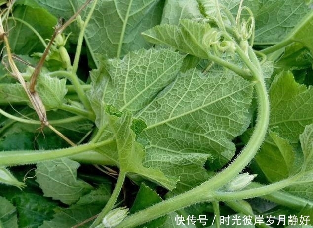 南瓜浑身都是宝,除了是个美味还能治病,但千