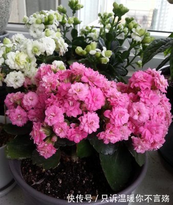 养不好长寿花,这里有室内最全的长寿花养护技巧,欢迎点进来学习