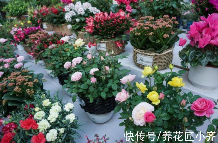 蝴蝶兰|你喜欢逛花市吗？教你5个“捡漏”技巧，不仅省钱还有可能不花钱