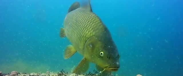 鲤鱼太狡猾不咬钩下次记得用上这招,它再狡猾也会忍不住咬钩