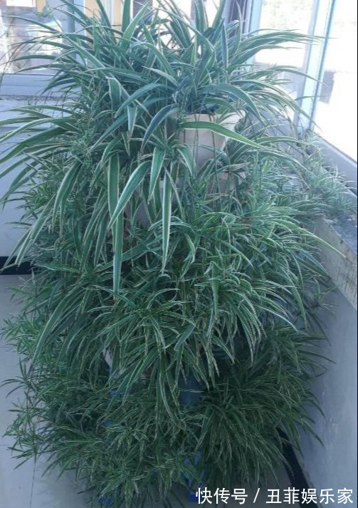 这3种吊兰千万别这么养,不然疯长爆芽,控制不住!
