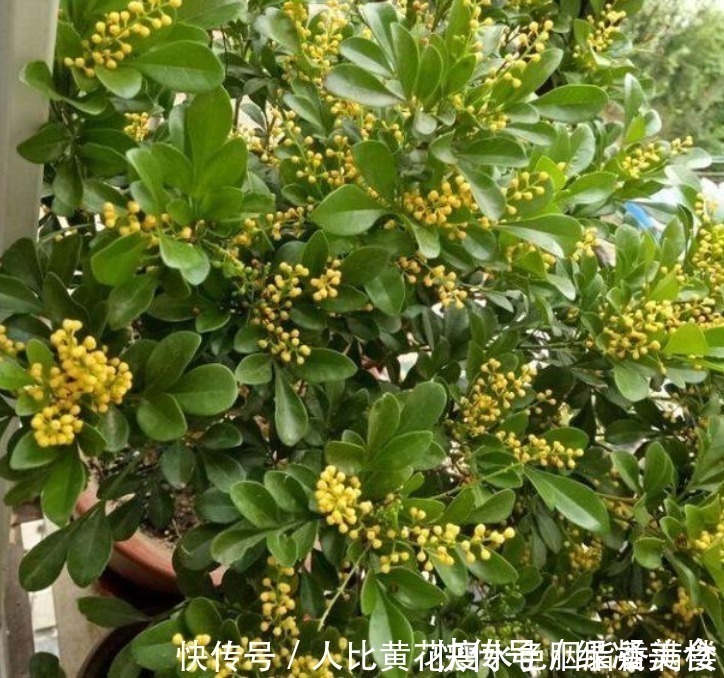 光照|人养花,花也养人,“3种花”家养里,空气清新,还有助于睡眠!