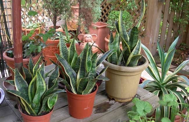 虎皮兰|张大爷养虎皮兰,浇水施肥只用“它”,半年养出60多盆,太漂亮了