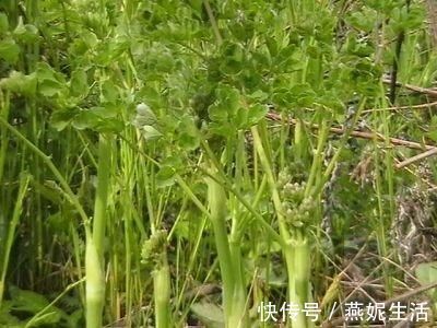 欧芹|农村最常见的一种野菜,可以有效治疗头痛,可惜知道的人很少