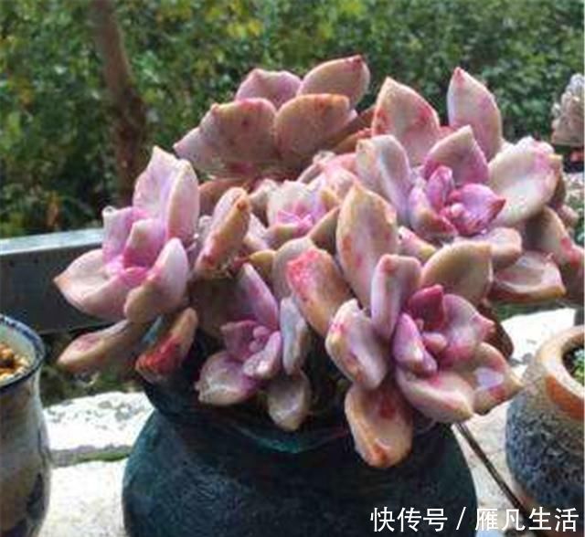 光照|多肉中的潜力股，比吊兰好养，比玫瑰漂亮3招养成绚丽悬崖桩