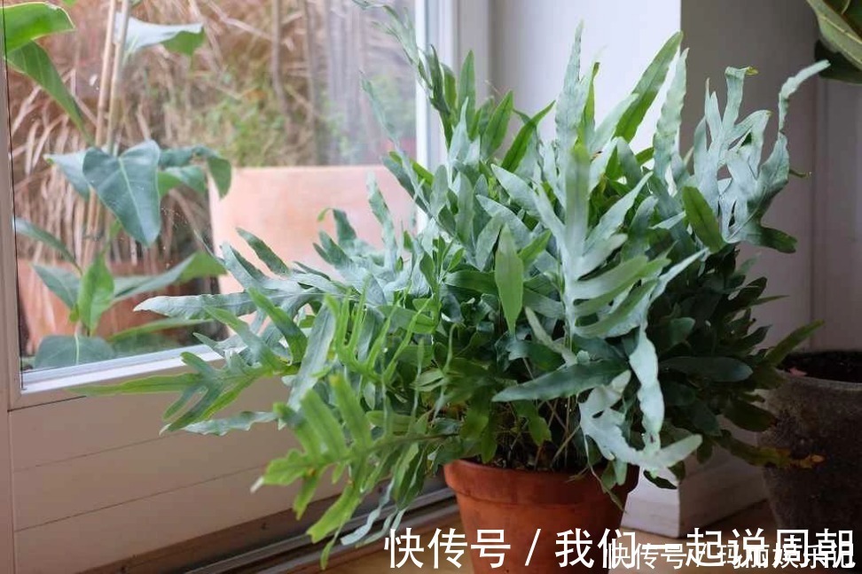 清新|最适合卧室摆放的9种植物，清新素雅，安全无毒，还特好养活
