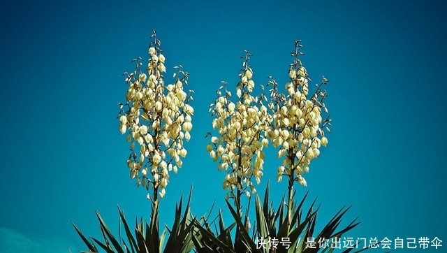 盘点苏州园林八类观赏植物，读懂了，庭院植物搭配小菜一碟！