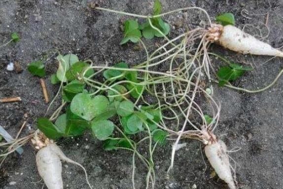 三叶酸|它叫三叶酸，很多人只摘叶吃，却不知地下藏“水晶萝卜”，吃过吗