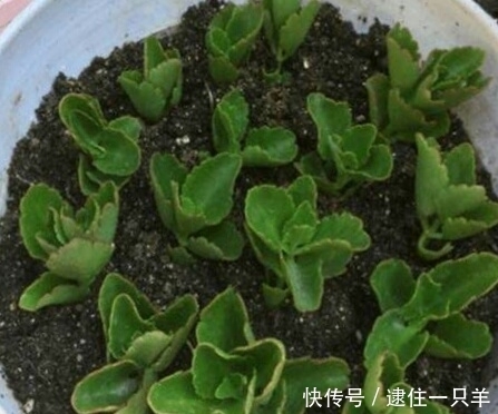 路上捡个枝,插出1盆花,花开如瀑布,美死了!