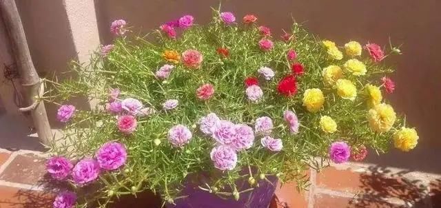 长春花|5种花,趁现在“赶紧扦插”,生根快,长得快,一个月就开花