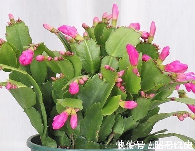 土壤|养兰花、蟹爪兰和君子兰需记住,不能触碰三点,这是自然规律!