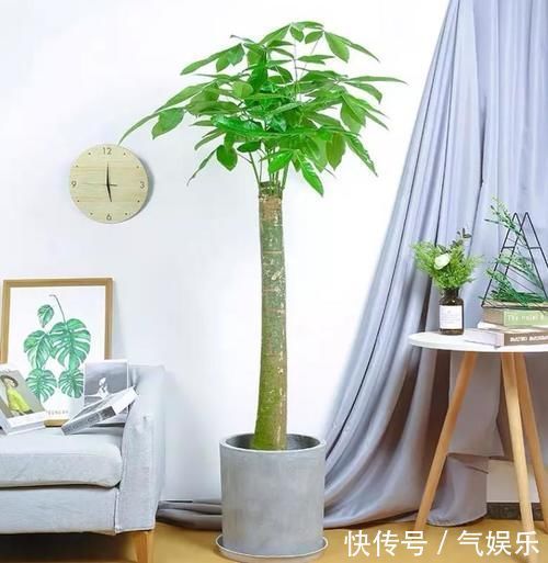 懂花人爱养的4种花,观赏性是次要的,重点是寓意好