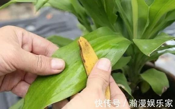甲子多肉|刚扒的香蕉皮该如何处理养花学2招,既能清洁又能增添营养