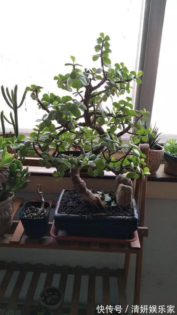 适合客厅养的5种“耐旱花”,30天不浇水也能爆盆,漂亮大气