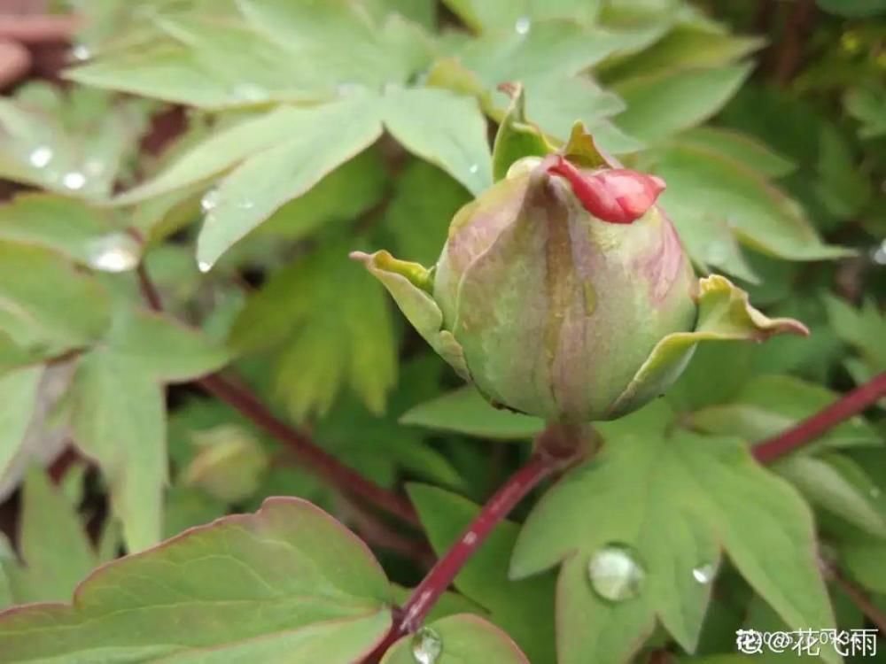 休眠|9种花,必须低温春化,冻满1个月以上才行!