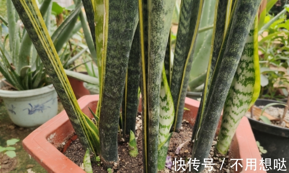 虎皮兰换盆3点做好,养护掌握“3合理”,一年就能挤满盆!