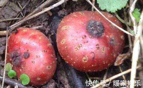 皮肤|懂得保养的都吃它,能通经活络,抗疲劳,令皮肤光泽更细滑