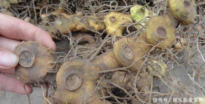 抗衰老|李时珍称它为“气血双补之王”,除风湿,强筋骨,润心肺,抗衰老