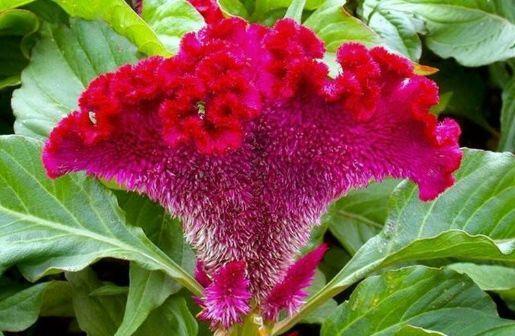 家里几款花卉,迷人的花朵,开满整个花盆,新手也能养很好