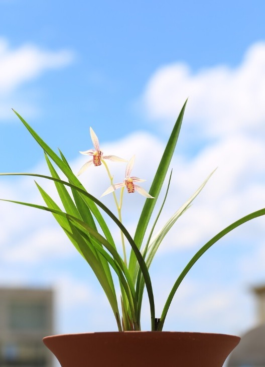 春天养兰花要学会“4变”,越变苗越多,还长得格外壮