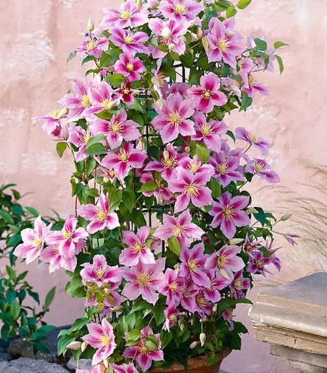 家养这些植物,阳台开出花海,丢盆里不用管都照样开花爆盆!