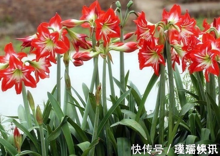 花草匠|养朱顶红,3个“禁忌”别触碰,否则叶子全黄,根系腐烂难开花