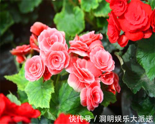 养护|四季海棠不好养教你3个养护小妙招，花开爆盆满屋香