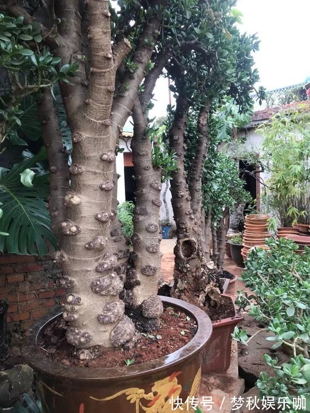 5种漂亮花，喜欢“穷养”，挤在破盆里，能养30年