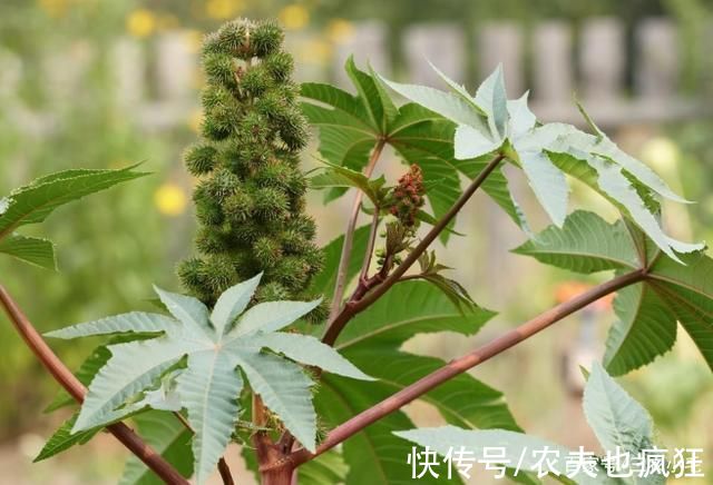 乌头|5种植物在农村常见，却全都含“剧毒”，居然有人食用，要警惕