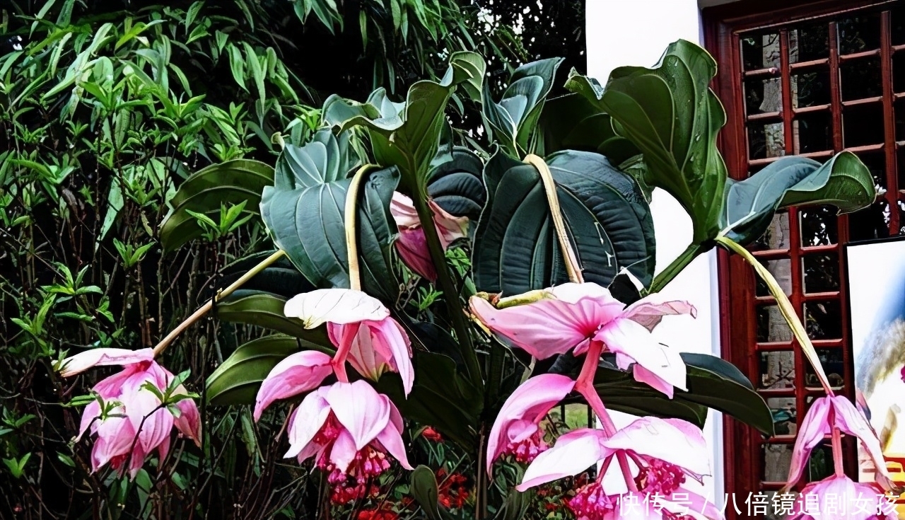 客厅养盆“贵妇花”,珠光宝气,雍容华丽,朋友来串门,倍有面