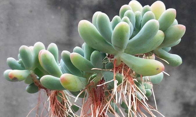 浇水|多肉长“胡须”并非无缘无故,不早点处理问题大了