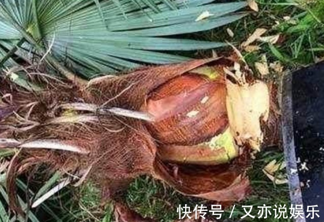 棕树花|农村的这种野味一般人吃不到,产量极少,味道非常鲜美!