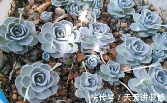 莲华|子持莲华是瓦松属多肉植物的颜值担当,夏季可生长,好养易群生