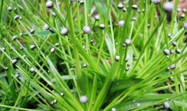 明目|这株不起眼的“小草”,却是李时珍口中的良药,明目效果胜菊花