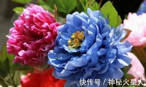 牡丹花|家里养这12种花，每个月开一种花，一整年都有花看