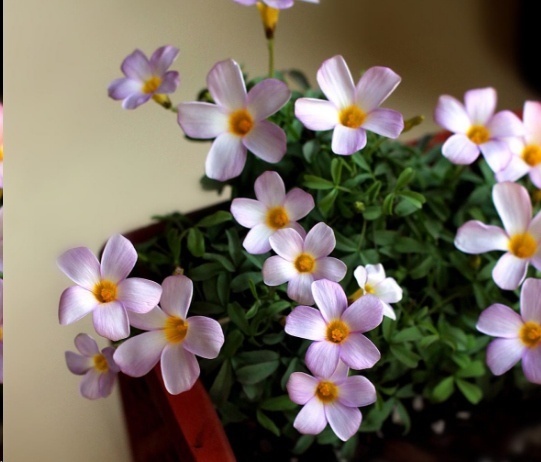 光照|7种一年四季开花的植物，阳台养一盆，天天有花看！