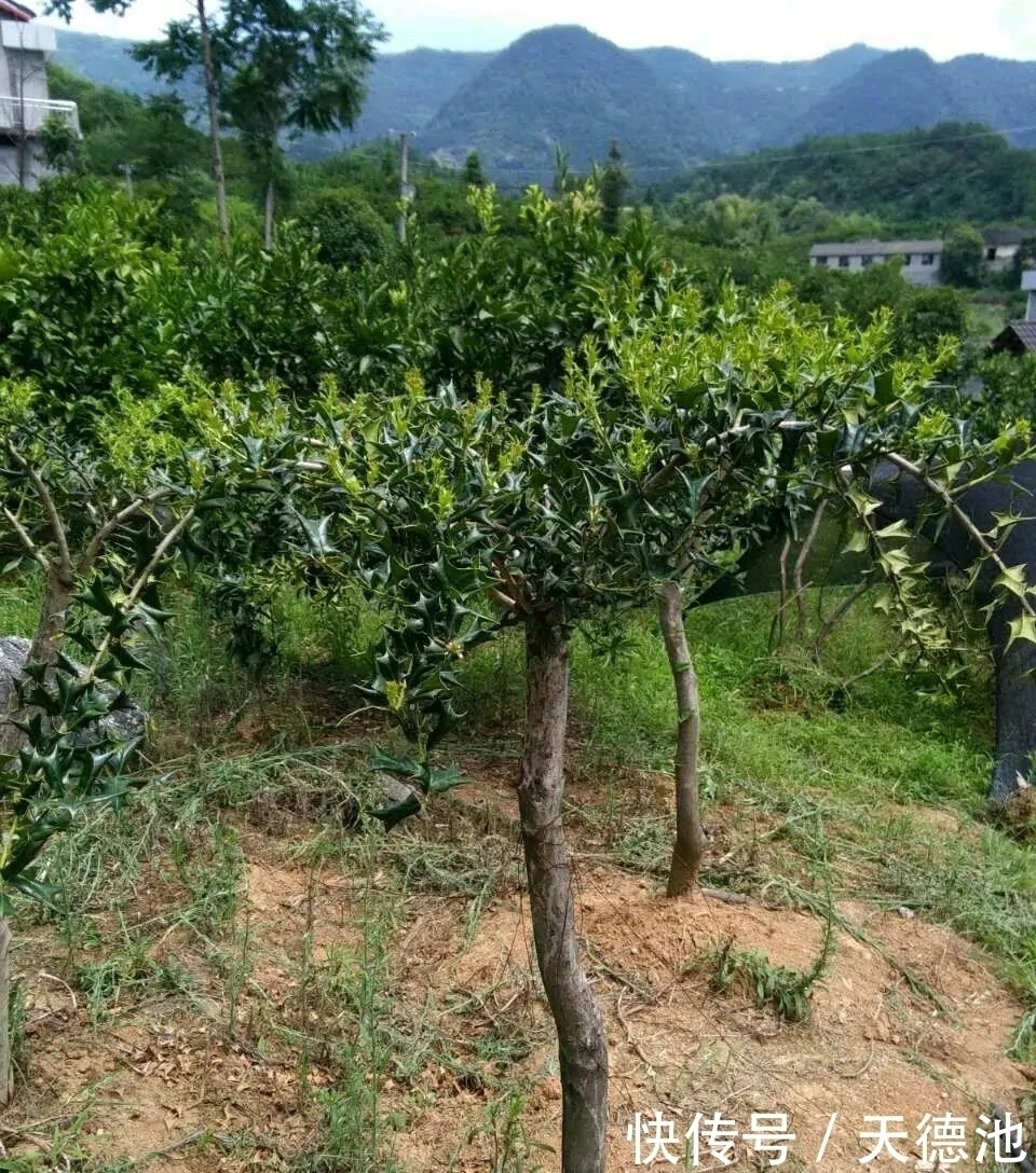 全身|农村的一种野生植物，人称“猫耳刺”，全身都是宝，却很少人知道