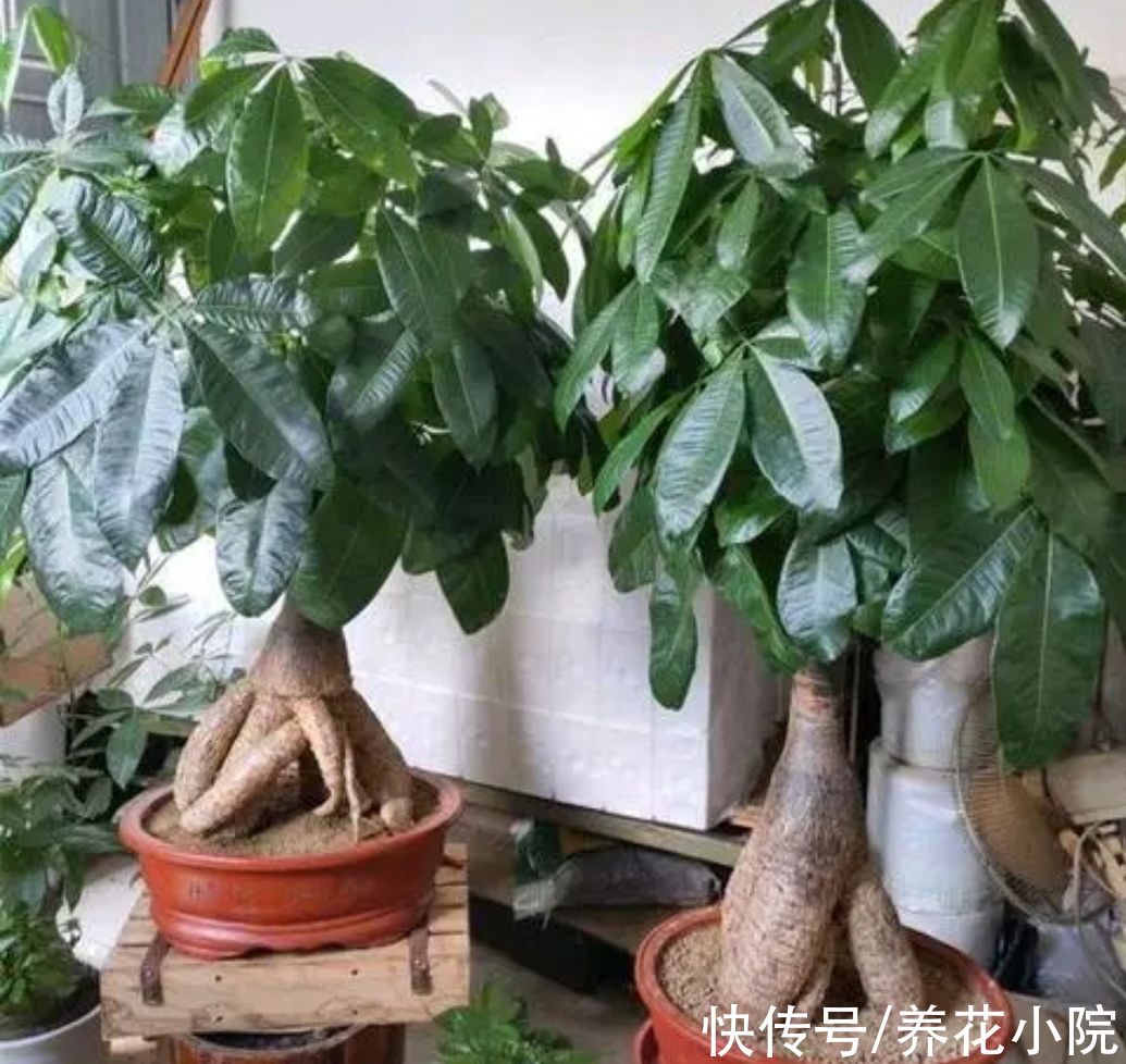 植株|天冷了，4种花要“穷养”，才能顺利过冬