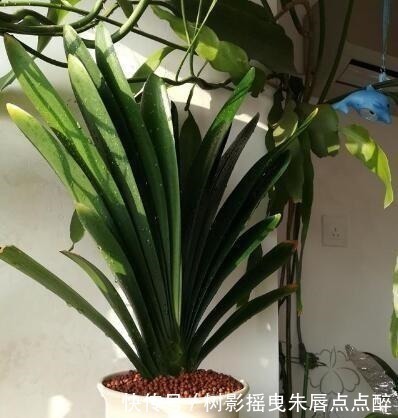 春天养君子兰，“多晒”好，还是少晒好别弄错，否则又为开花愁