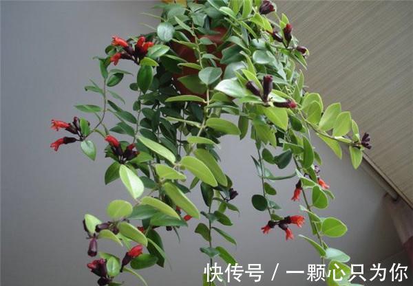 养花试试这几款,一个比一个漂亮,颜值高,好打理