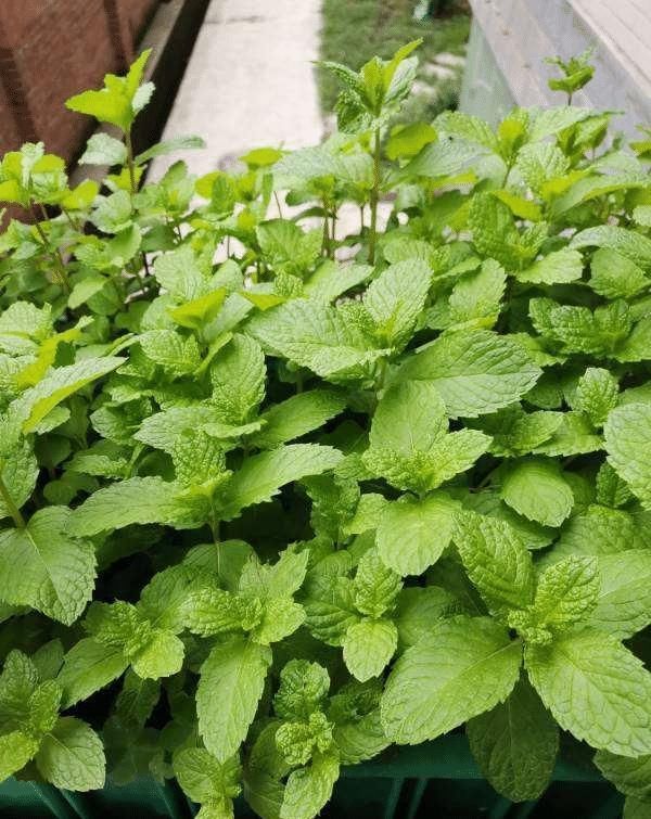 急性子的人就养此4种花,掐个枝条插土里,当年就开花早看早知道