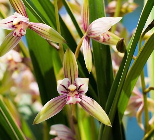  超高|性价比超高的3款兰花，款款精品，大花浓香，栽种容易，四季开花