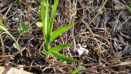 本草纲目|有一味滋阴润燥的中药,李时珍说它“上则清肺,下则润肾”