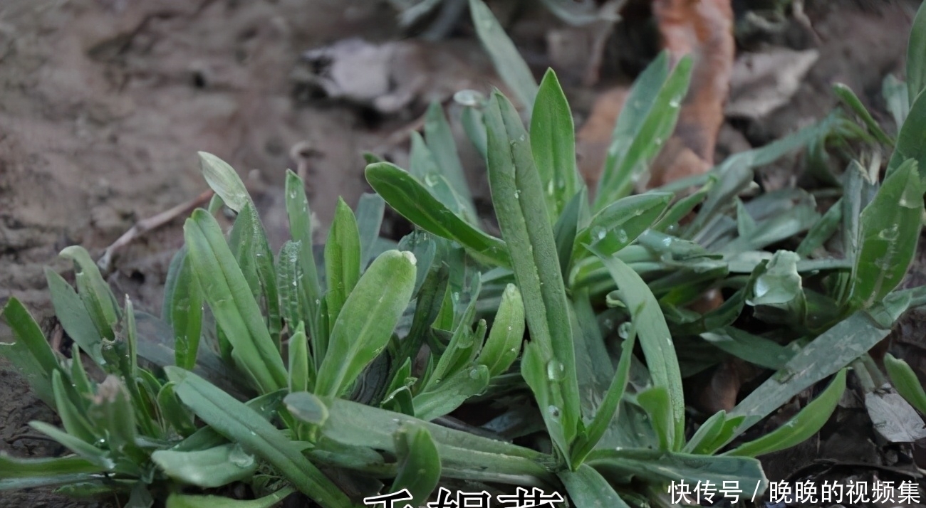 春天4对“双胞胎”野菜,很多人傻傻的分不清楚,你认识几种?