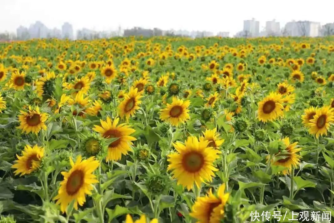 夏日探花丨金海湖畔|夏日探花丨金海湖畔向日葵进入最佳观赏期，邀你快来打卡