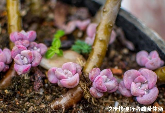 养花|养多肉紫乐，这“3怕”定要躲避，现在改正，上色简单爆头快！