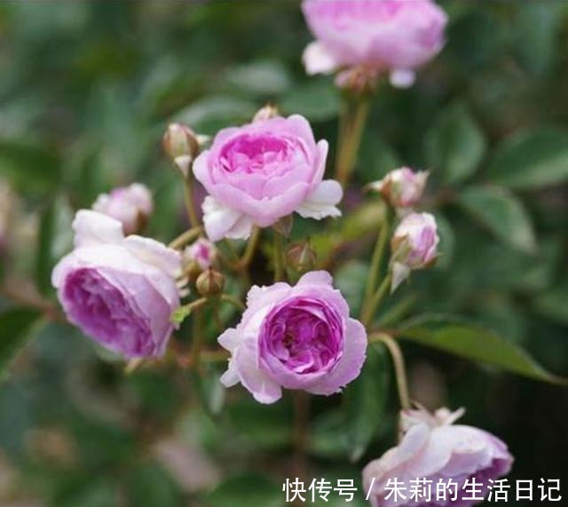 小阳台就养微月“四剑客”,只需养一盆,天天有花赏!