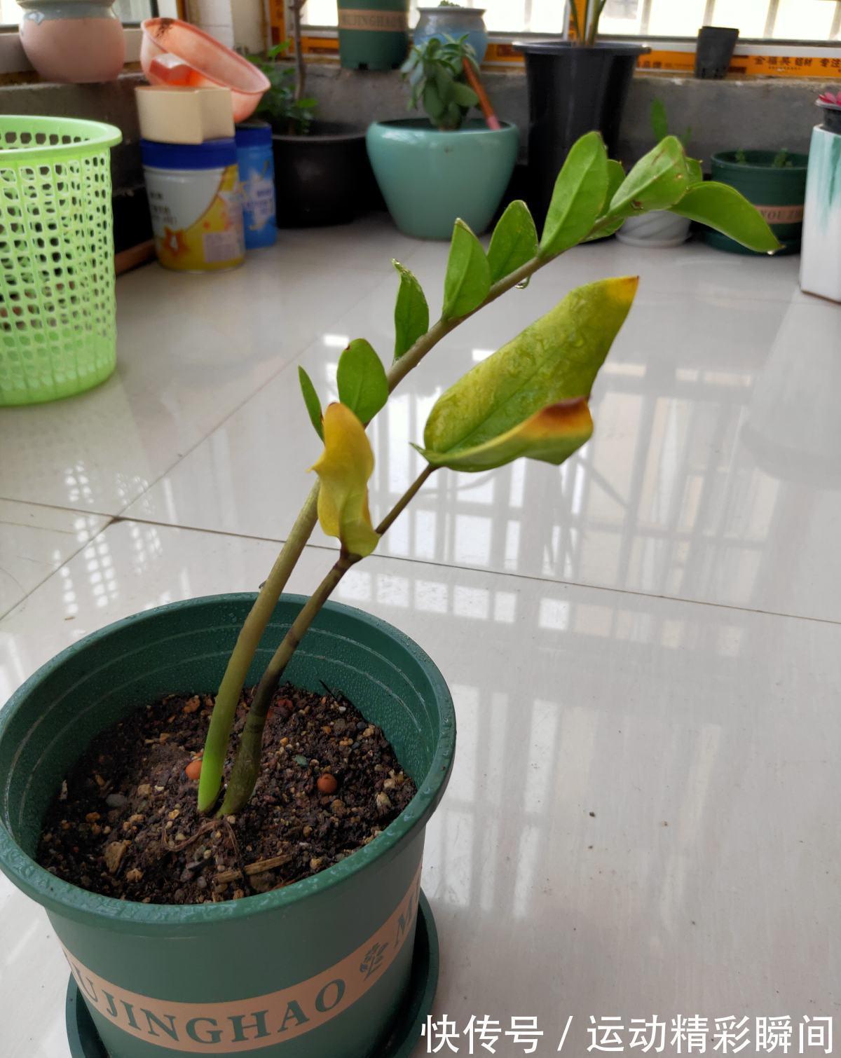 养护|家里摆一盆金钱树,招财进宝寓意好,长得壮福气旺