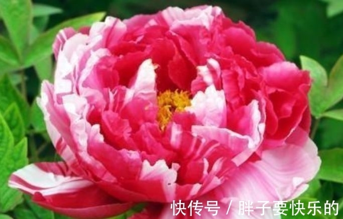 木香花木香花|庭院选这几款花,花姿妖娆,花开娇艳美不胜收,一年四季都赏花